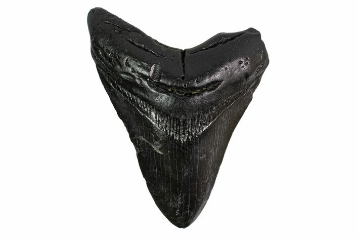 Bargain, Fossil Megalodon Tooth - Georgia #151559
